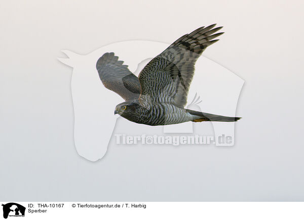 Sperber / Eurasian Sparrowhawk / THA-10167