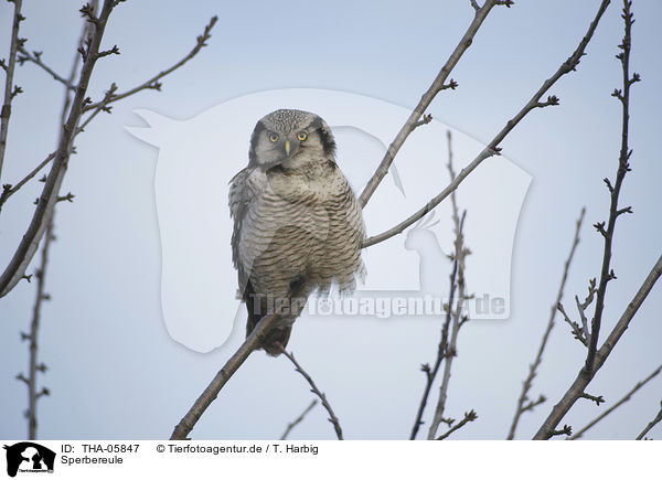 Sperbereule / northern hawk owl / THA-05847