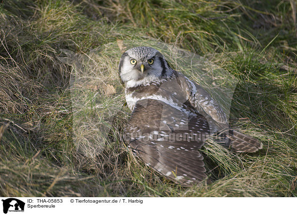 Sperbereule / northern hawk owl / THA-05853