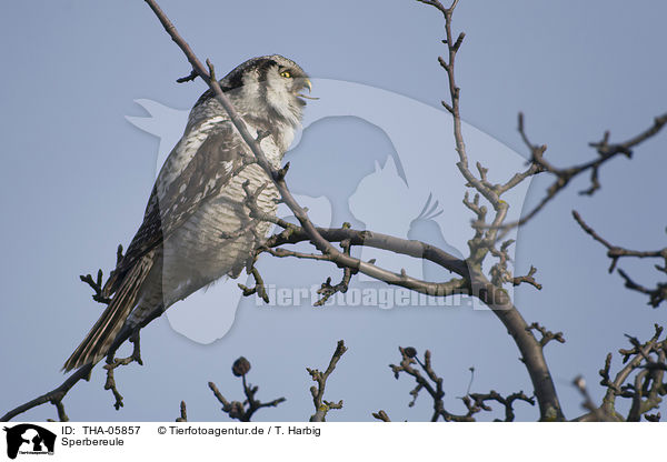 Sperbereule / northern hawk owl / THA-05857
