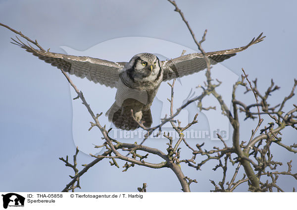 Sperbereule / northern hawk owl / THA-05858
