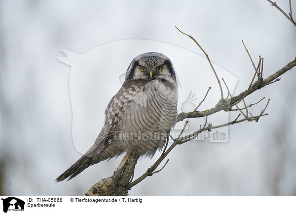 Sperbereule / northern hawk owl / THA-05868