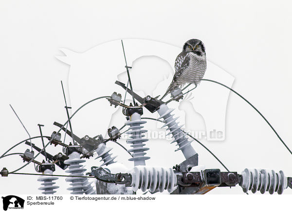 Sperbereule / northern hawk owl / MBS-11760