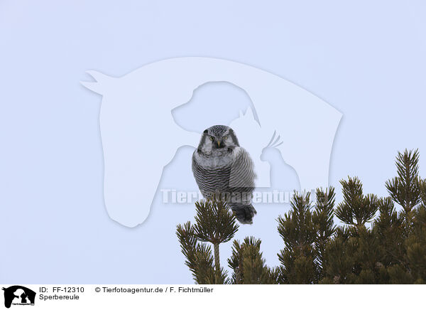 Sperbereule / northern hawk owl / FF-12310