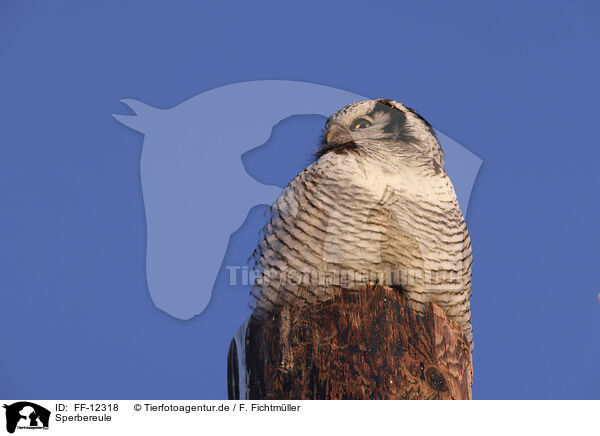Sperbereule / northern hawk owl / FF-12318