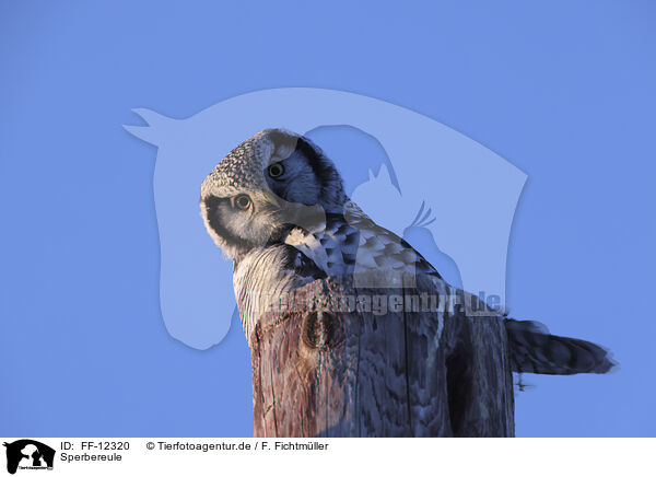 Sperbereule / northern hawk owl / FF-12320
