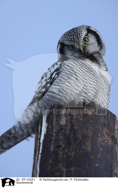 Sperbereule / northern hawk owl / FF-12321