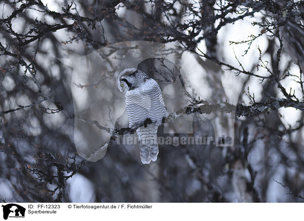 Sperbereule / northern hawk owl / FF-12323