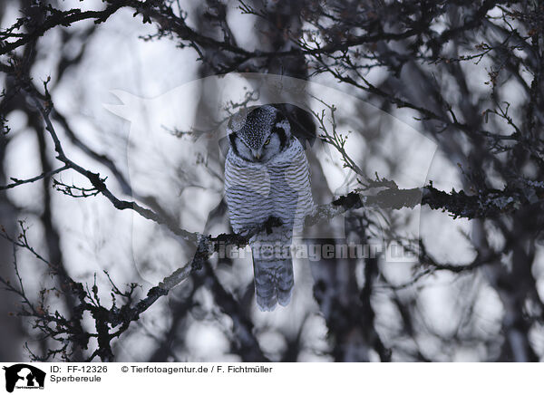 Sperbereule / northern hawk owl / FF-12326