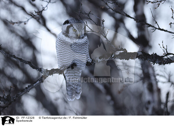 Sperbereule / northern hawk owl / FF-12328