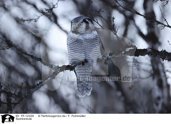Sperbereule / northern hawk owl / FF-12329