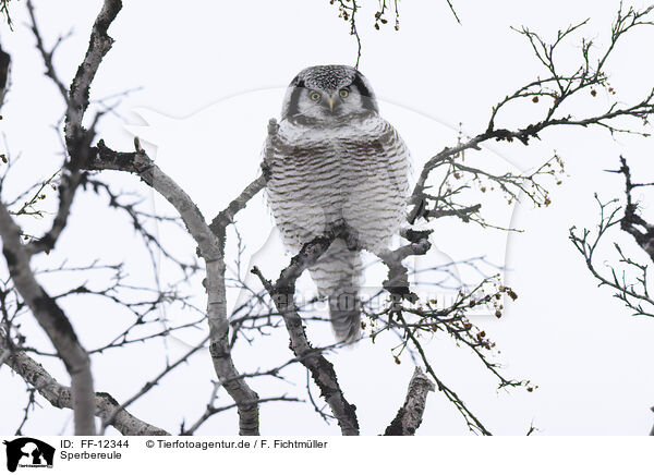 Sperbereule / northern hawk owl / FF-12344