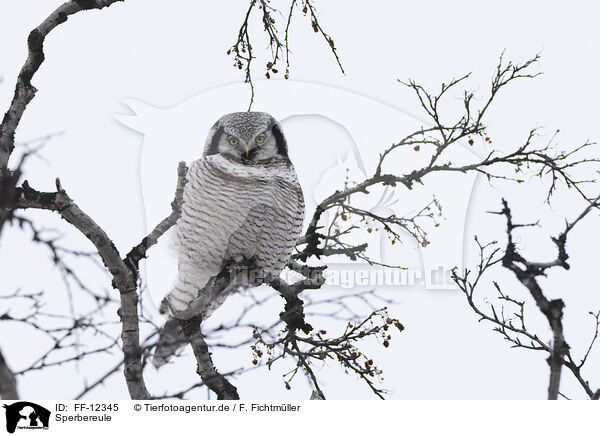 Sperbereule / northern hawk owl / FF-12345
