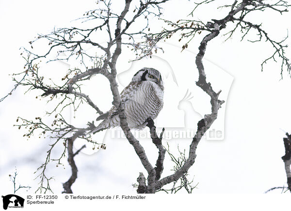 Sperbereule / northern hawk owl / FF-12350