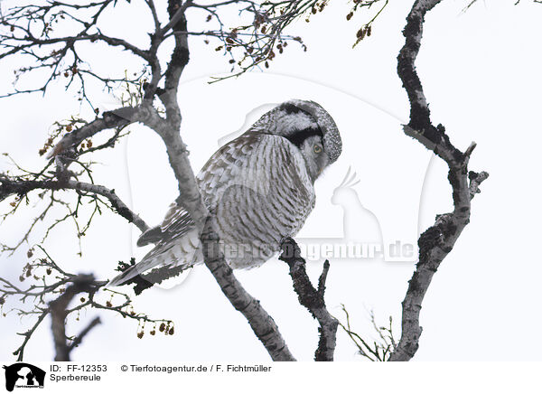 Sperbereule / northern hawk owl / FF-12353