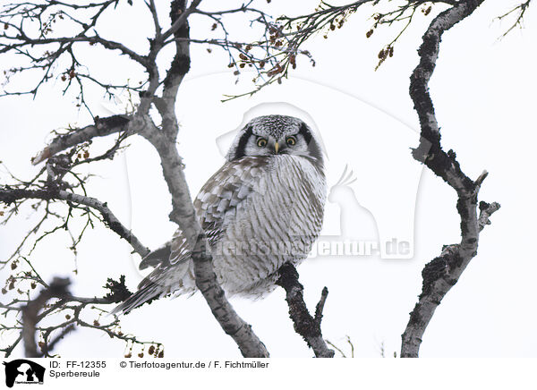 Sperbereule / northern hawk owl / FF-12355