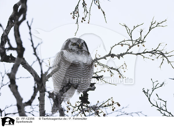 Sperbereule / northern hawk owl / FF-12356