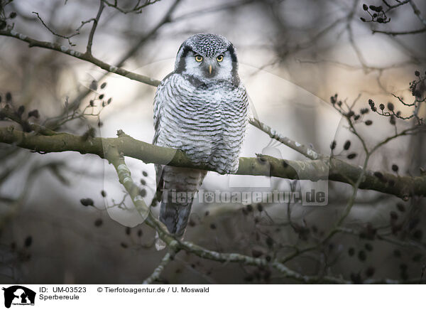 Sperbereule / northern hawk / UM-03523