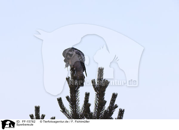 Sperbereule / northern hawk / FF-15782