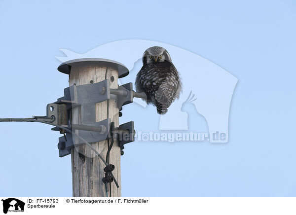 Sperbereule / northern hawk / FF-15793