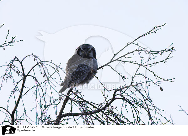 Sperbereule / northern hawk / FF-15797