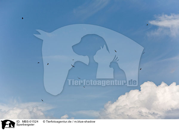 Sperbergeier / Rueppells griffon / MBS-01524