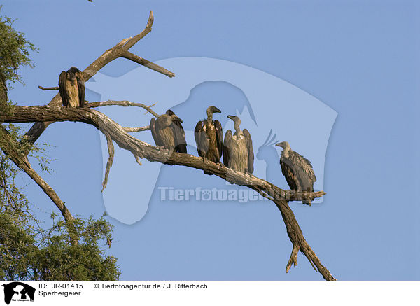 Sperbergeier / rueppells griffon vultures / JR-01415