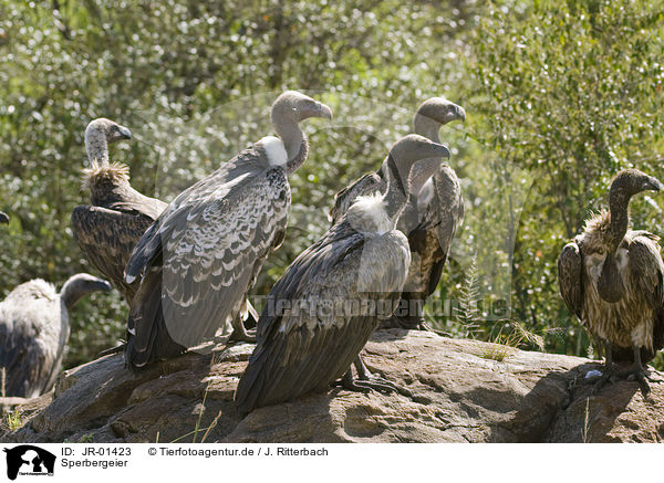 Sperbergeier / rueppells griffon vultures / JR-01423