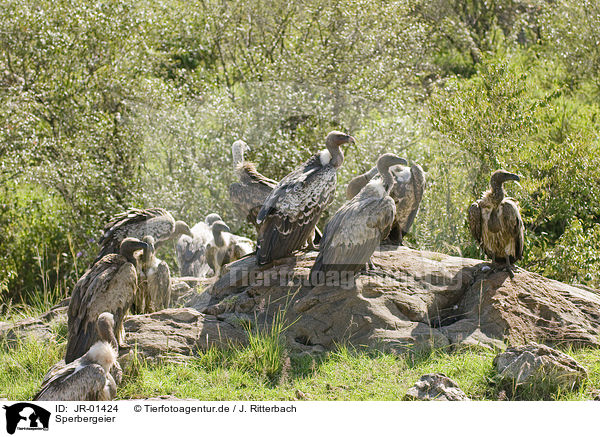 Sperbergeier / rueppells griffon vultures / JR-01424