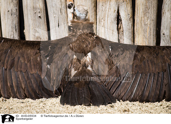 Sperbergeier / Rueppell's griffon / AVD-05534