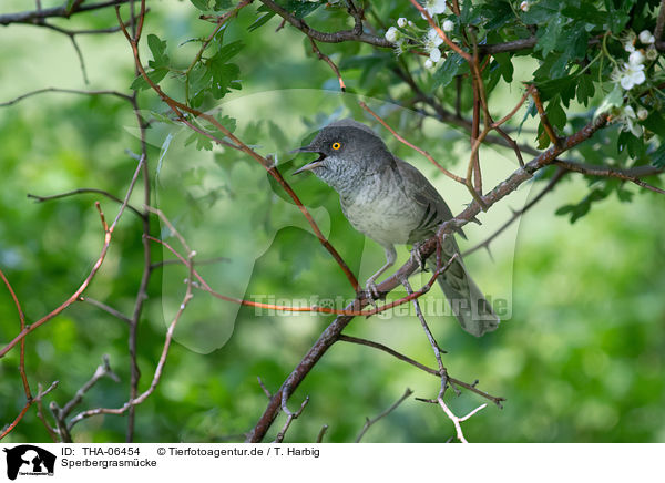 Sperbergrasmcke / barred warbler / THA-06454