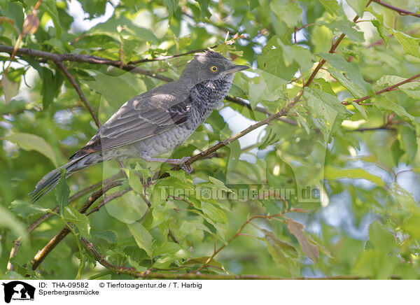 Sperbergrasmcke / barred warbler / THA-09582