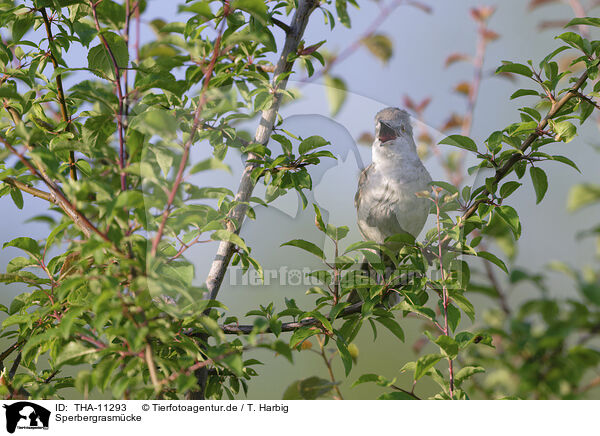 Sperbergrasmcke / barred warbler / THA-11293