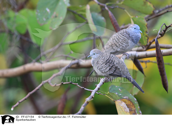 Sperbertauben / zebra doves / FF-07154