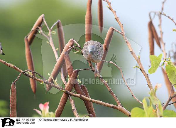 Sperbertaube / zebra dove / FF-07155