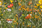 sitzender Sperling in der Blumenwiese