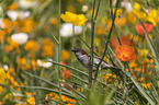 sitzender Sperling in der Blumenwiese