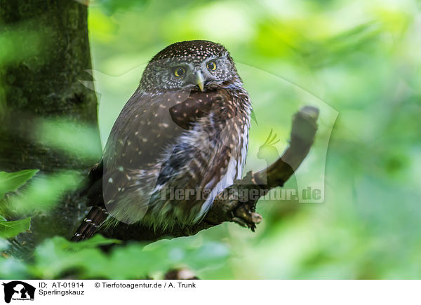 Sperlingskauz / Eurasian pygmy owl / AT-01914