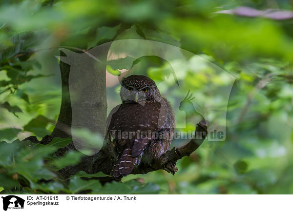 Sperlingskauz / Eurasian pygmy owl / AT-01915