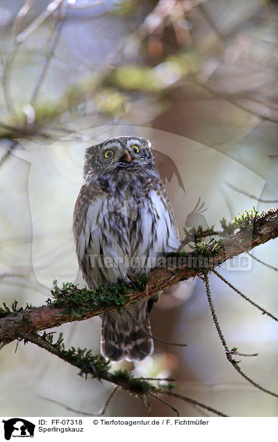 Sperlingskauz / Eurasian pygmy owl / FF-07318