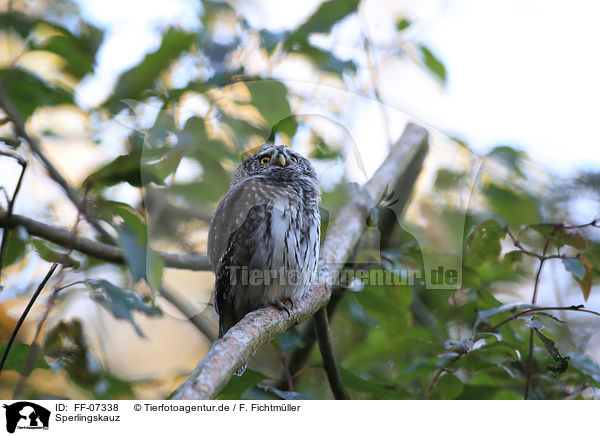 Sperlingskauz / Eurasian pygmy owl / FF-07338