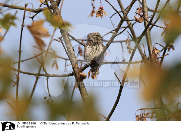 Sperlingskauz / Eurasian pygmy owl / FF-07386