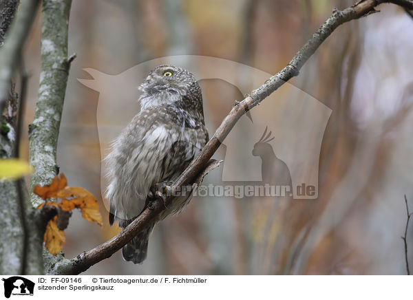 sitzender Sperlingskauz / sitting Eurasian pygmy owl / FF-09146