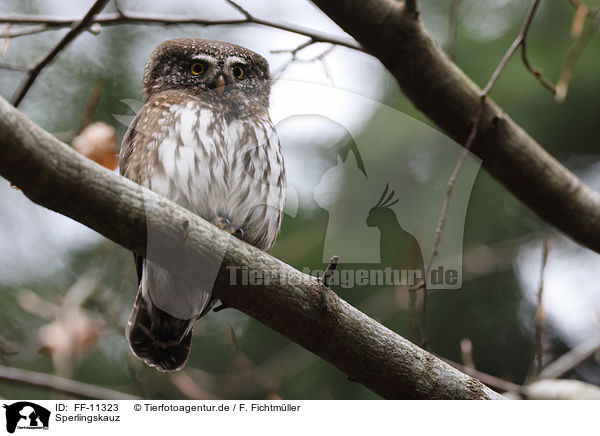 Sperlingskauz / Eurasian pygmy owl / FF-11323