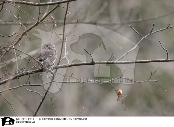 Sperlingskauz / Eurasian pygmy owl / FF-11415