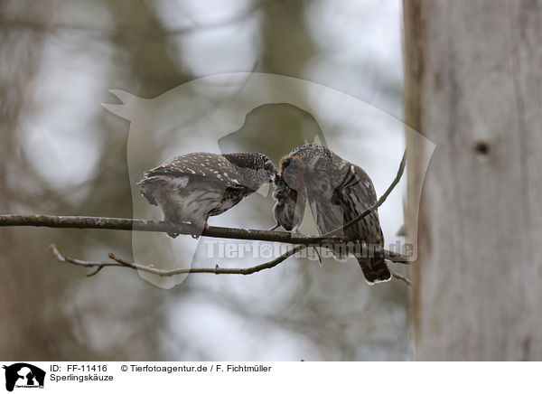 Sperlingskuze / Eurasian pygmy owls / FF-11416