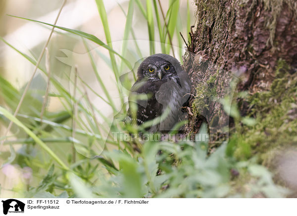 Sperlingskauz / Eurasian pygmy owl / FF-11512