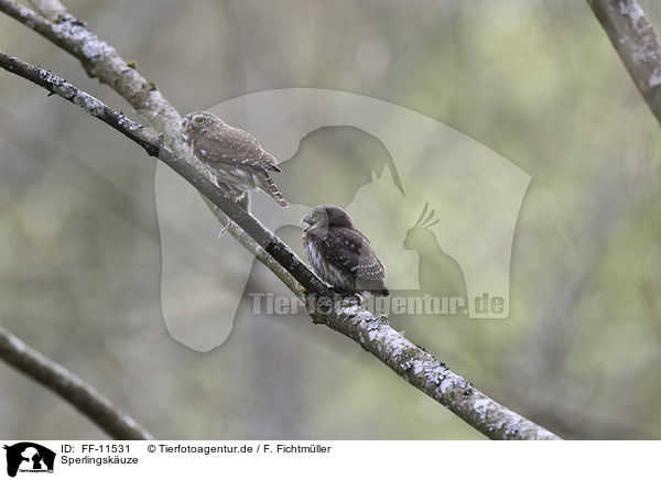 Sperlingskuze / Eurasian pygmy owls / FF-11531