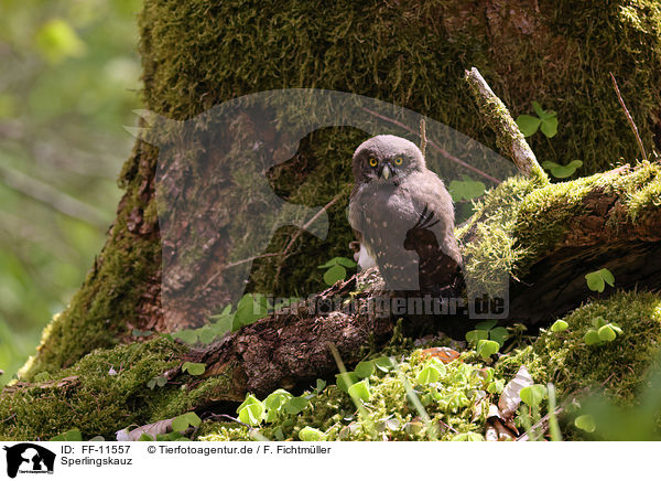 Sperlingskauz / Eurasian pygmy owl / FF-11557