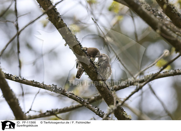 Sperlingskuze / Eurasian pygmy owls / FF-11566